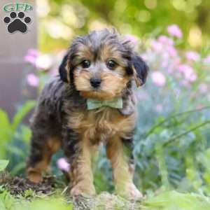 Lincoln, Yorkie Poo Puppy